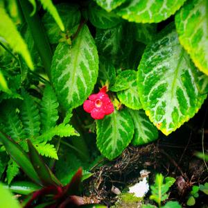 Petal of Brave (feat. Gagak Merah)