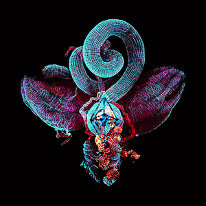 Parasitism(0)