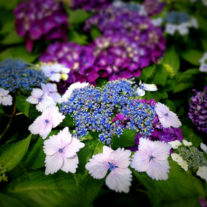 Hydrangea（移り気）
