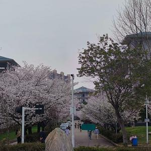 吉林的风吹过唐山吹到了河南