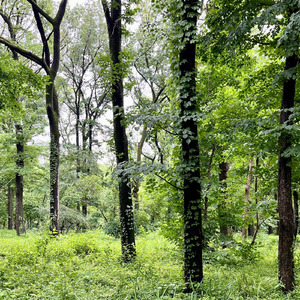 雨と野鳥 04:53am