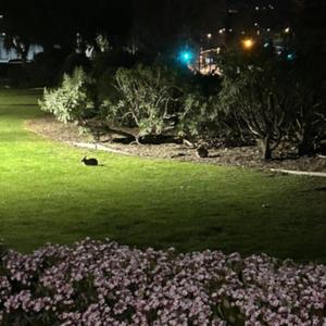 wht u wnt (feat. qlein)