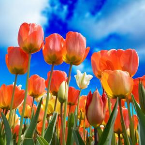 Come piantare correttamente i tulipani