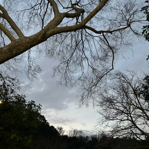 WAV文件_西楼月_102021012483730434_1774098937027.wav