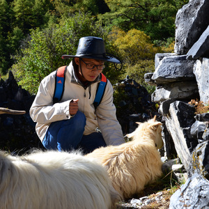 雪山和草原，在我心间