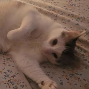 receiving head pats for being a good pet