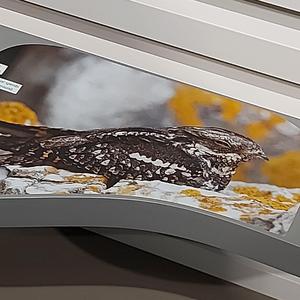 Late April HW Dub One