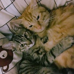 你会温柔温柔温柔_demo