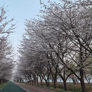 'それでも君を想う (今日も恋しさの中で).그대 그립다.