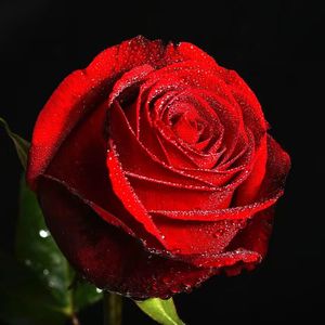红玫瑰