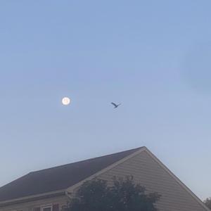 Lightning Bug (Fireflies) (feat. Abigail Stanley)