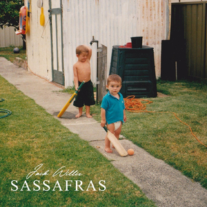 Sassafras