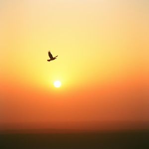 如果候鸟忘记归期