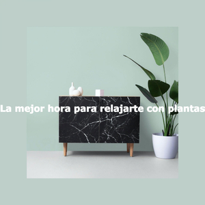 Astonishing Moods for Sunday Morning Expressions