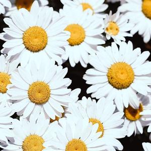 落下(いっぱつにゅうこんver.)