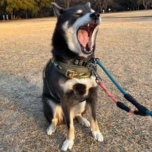 ちいさなあしあと