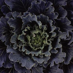 Sentient Touch (rain version)