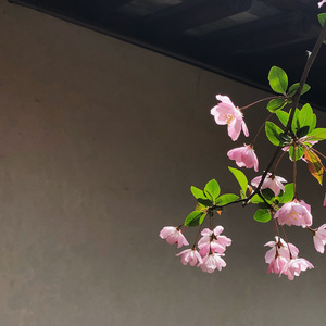 平康令（翻自 ASUKA）