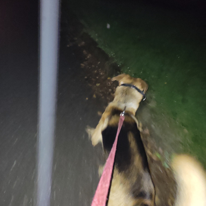 Naivní Lidé -Tyfus