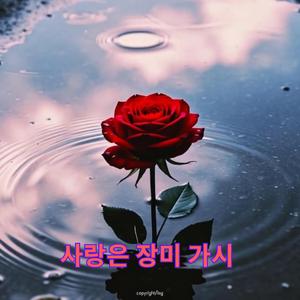 사랑은 장미 가시