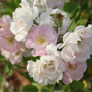 冒牌货(Cover-Zzh)