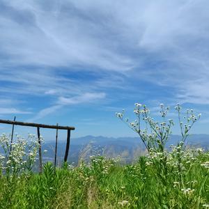 送别 (唯美中阮轻音乐)