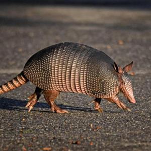 När himlen brinner över Hagalund