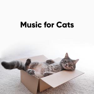 Music for Cats at Home