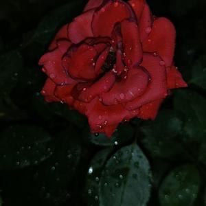 在月半弯寻不到一间老酒馆