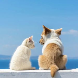 陪你看星星（翻唱）.wav