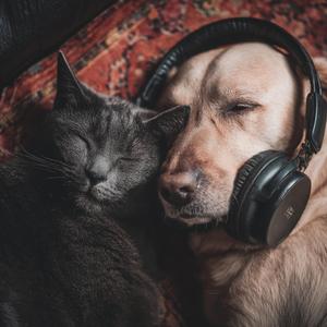 Promenades Douces au Crépuscule