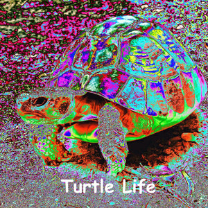 Turtle Life