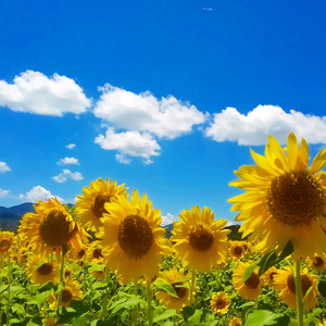 しあわせな時間 ～あの日から～ (Instrumental)