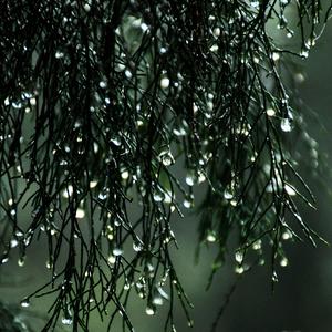 Forest Rain Frequency Hz 837