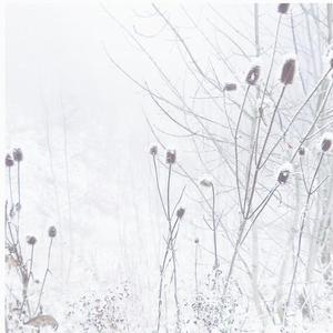 Wintermoon (φωςκώδικες,φίδιέτοςκαλοκαίρι.χειμώναςσεληνόφωτομέσαάνθησηχιόνικρύσταλλοφως)