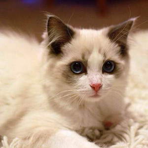 The Royal Philharmonic Orchestra-友谊地久天长（蔻声 remix）