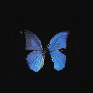 鲤：可爱くてごめん.wav