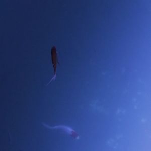 就按你当时说的那样（Prod.by Morrow x ayoley）