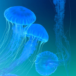 温柔萦绕在耳边