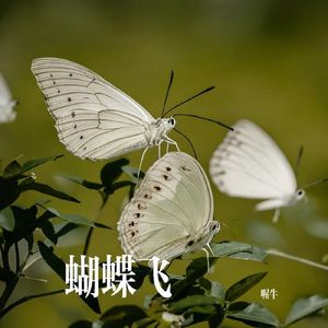 蝴蝶飞
