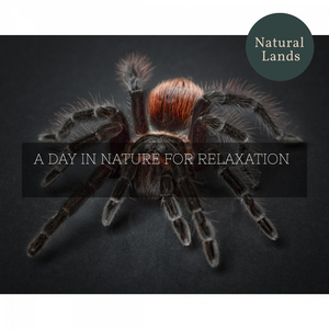 Sky Scrapping Bald Eagle