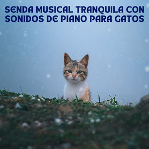 Juego Pacífico De Patitas