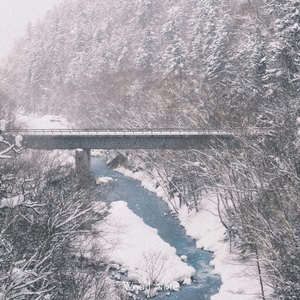 장미는 아름다움 속에 가시를 숨기고 있다