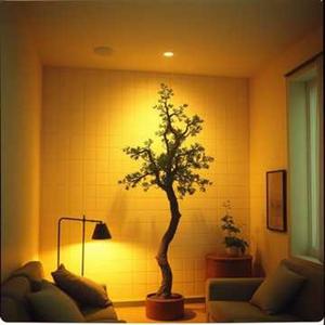 거실나무 한그루 A Tree in the living room