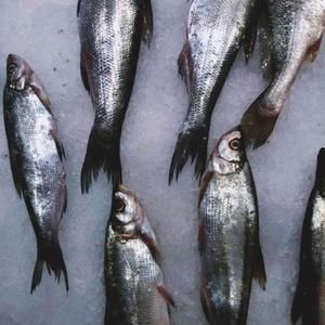 非典型渣男派对录（cover：澄海伯伯）（翻自 WithoughtJERRY）