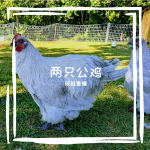 两只公鸡