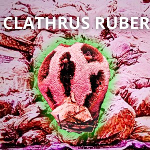 Clathrus Ruber