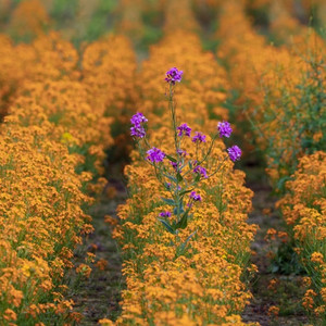 메리골드 Marigold
