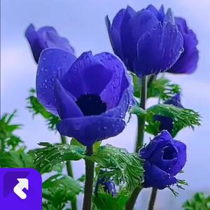 想起过往心会碎 (现场)