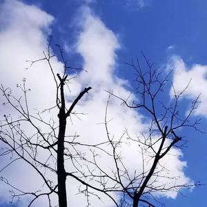 蓝田日暖玉生烟